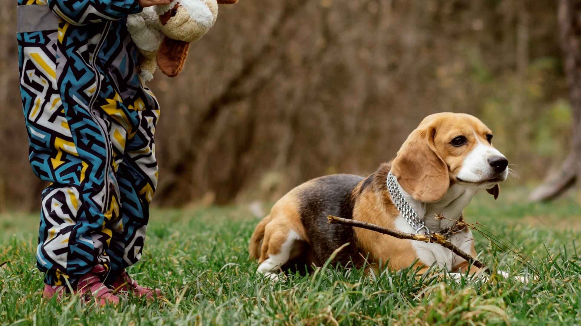 7 Most Tolerant Dog Breeds For Children: Suitable Choices For Families