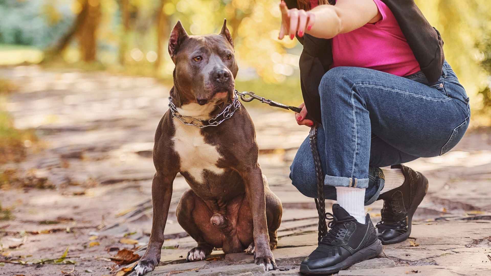 7 Most Trainable Guard Dog Breeds: Reliable For Home Security
