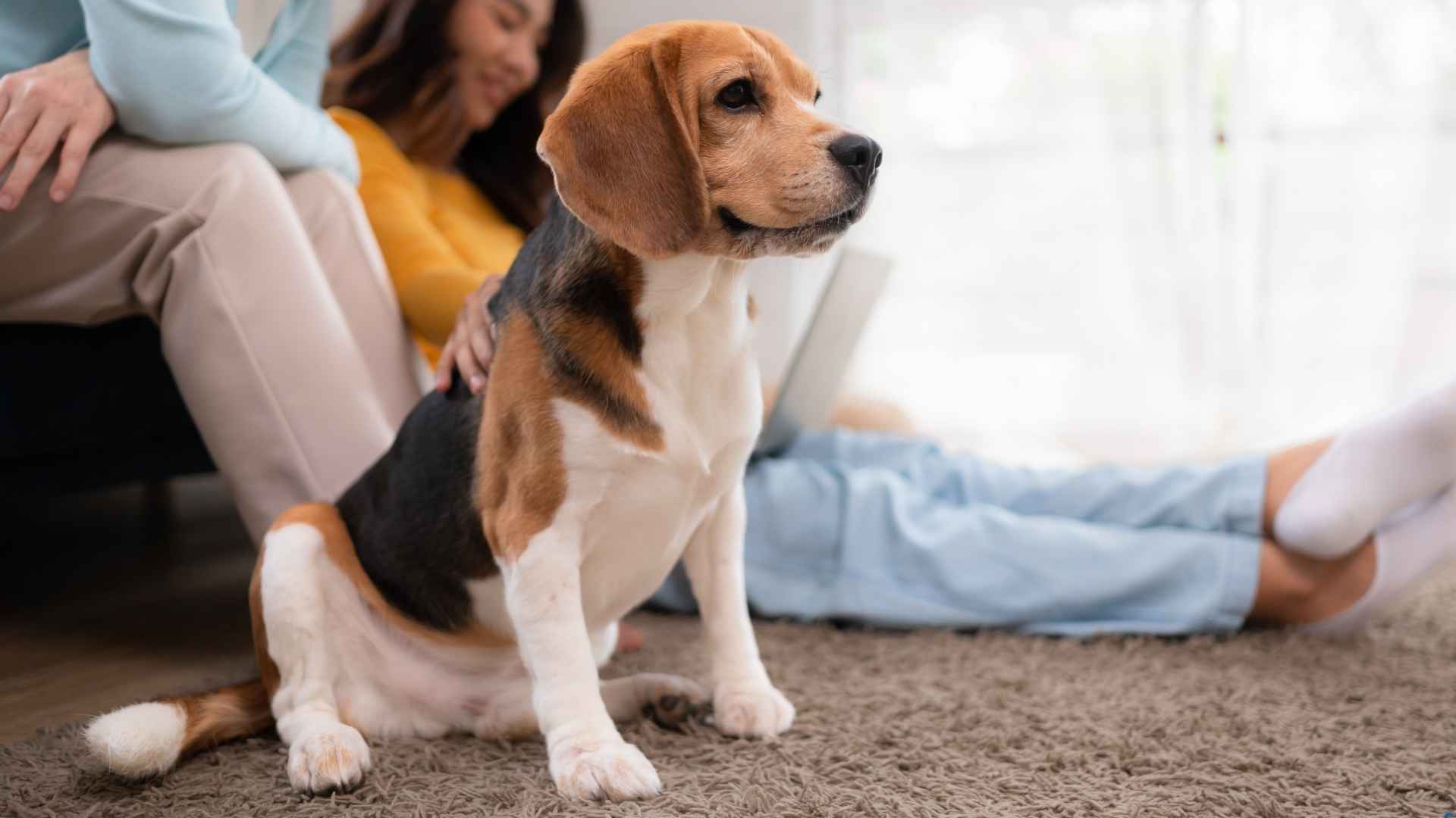 7 Most Trustworthy Family Dog Breeds You Can Trust Completely
