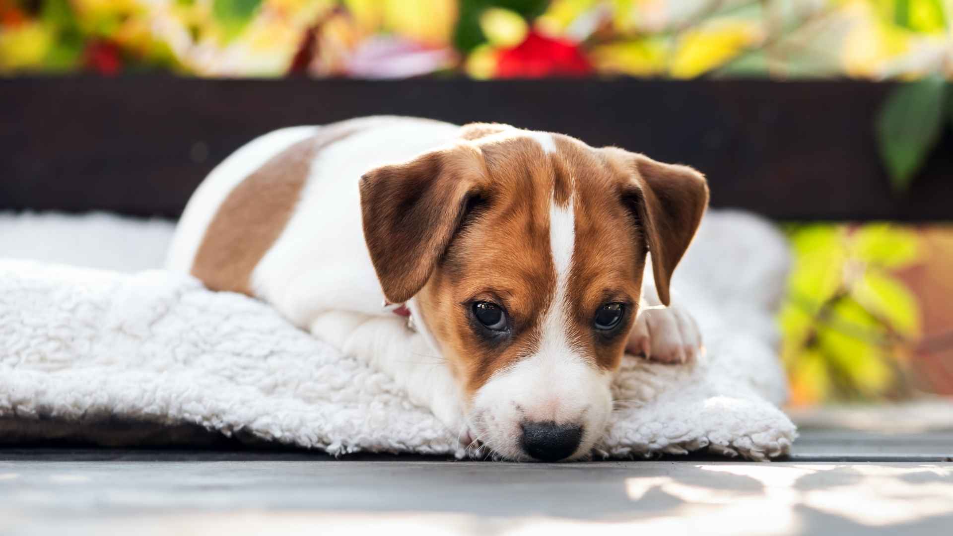 7 Nervous Dog Breeds That Need Extra Love & Patience