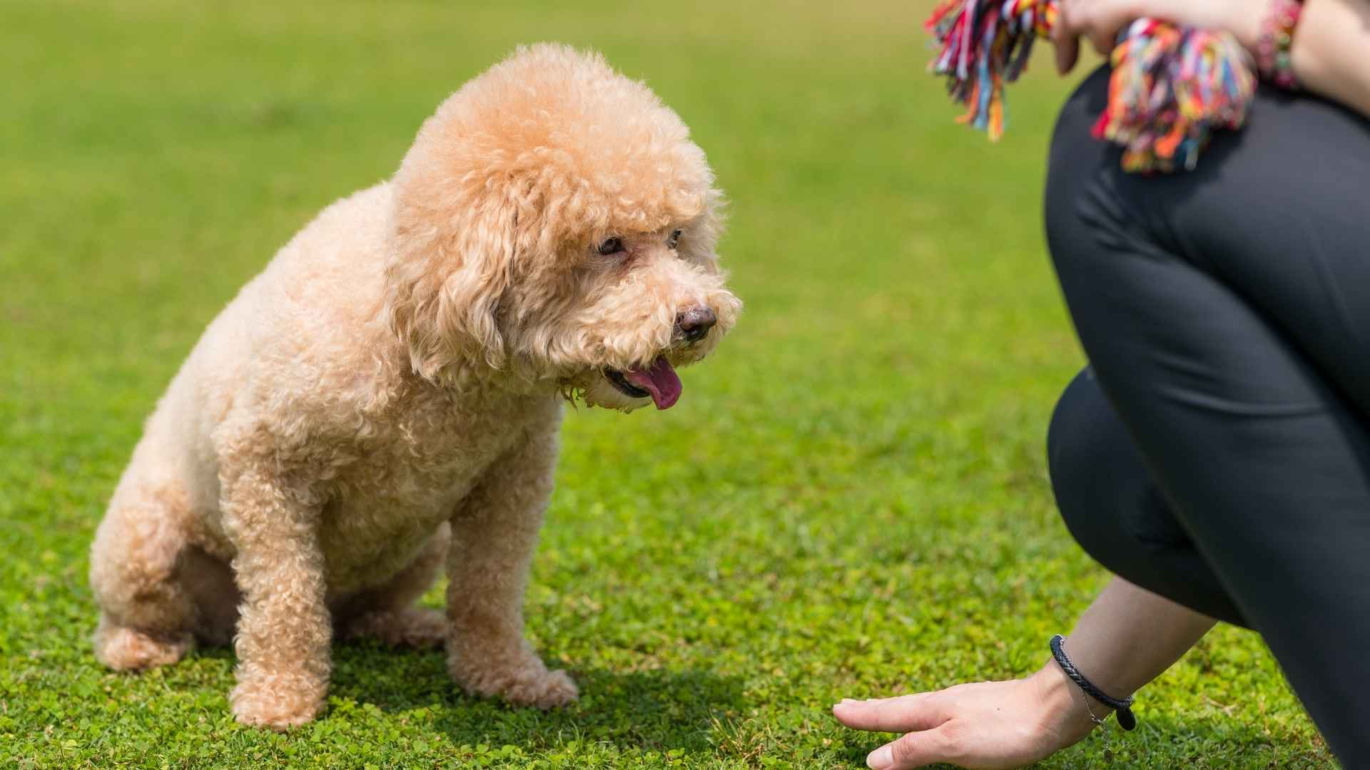 7 Obedient Teacup Dog Breeds You’ll Love to Train