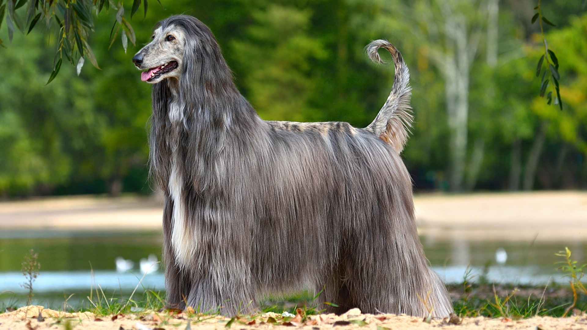 7 Oldest Dog Breeds That Have Stood the Test of Time