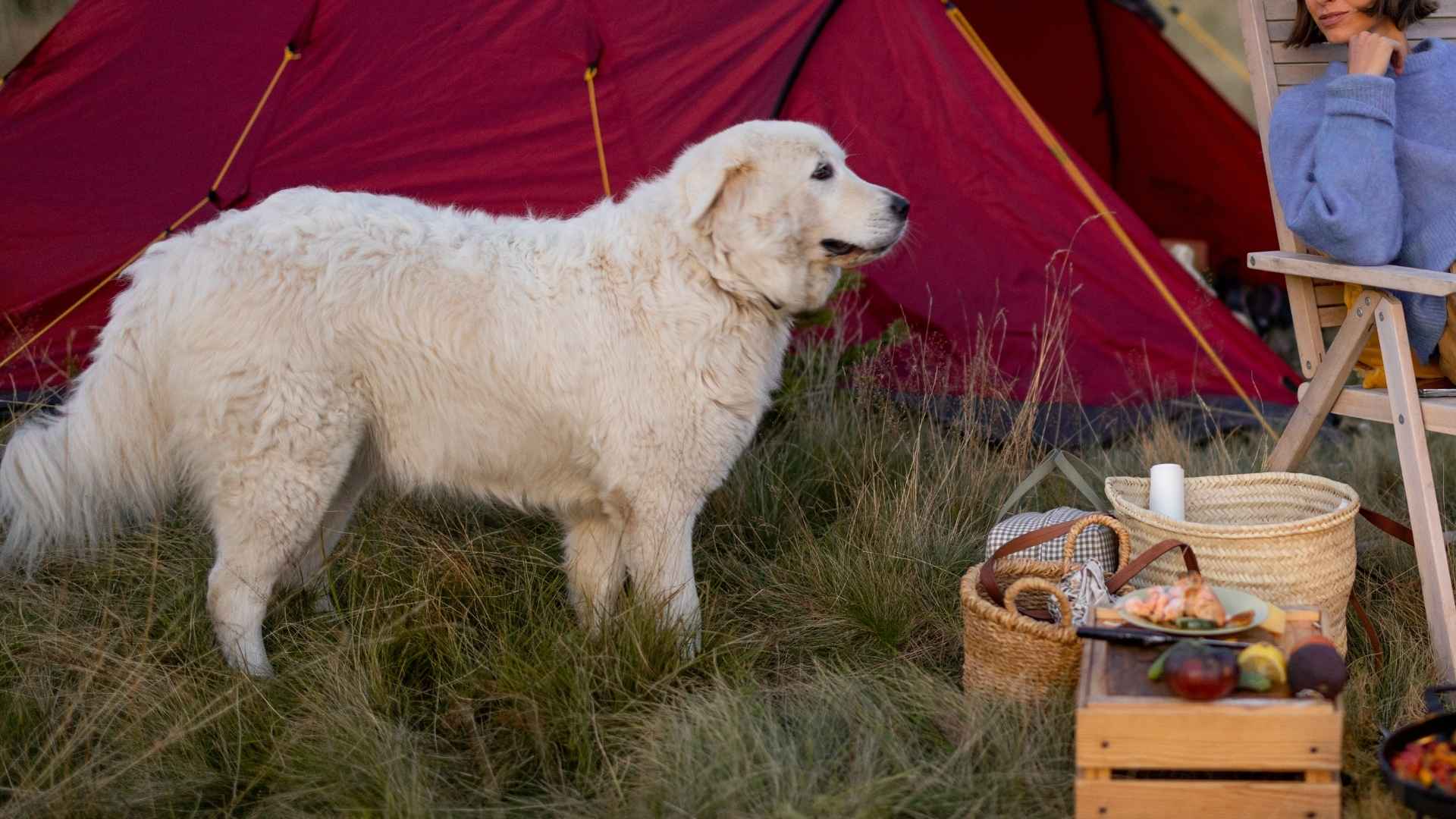 7 Peaceful Dog Breeds That Sit Calmly Beside Camp Cooking Areas