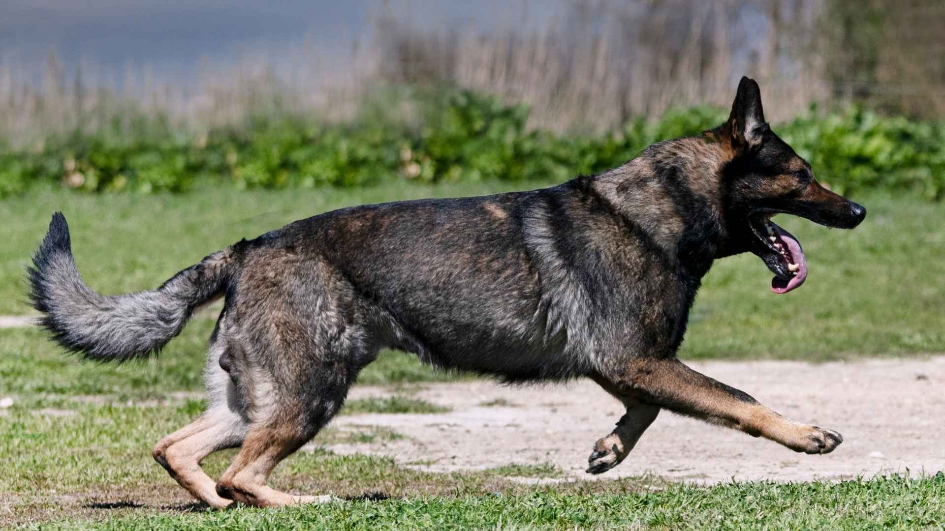 7 Powerful Large Guard Dog Breeds for Ultimate Safety