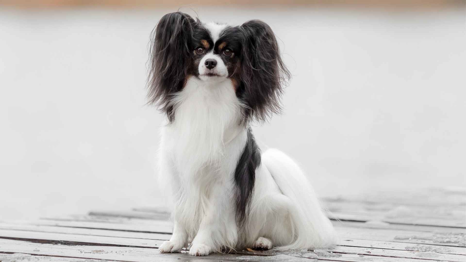 7 Problem-Solving Small Dog Breeds That Outsmart Larger Dogs