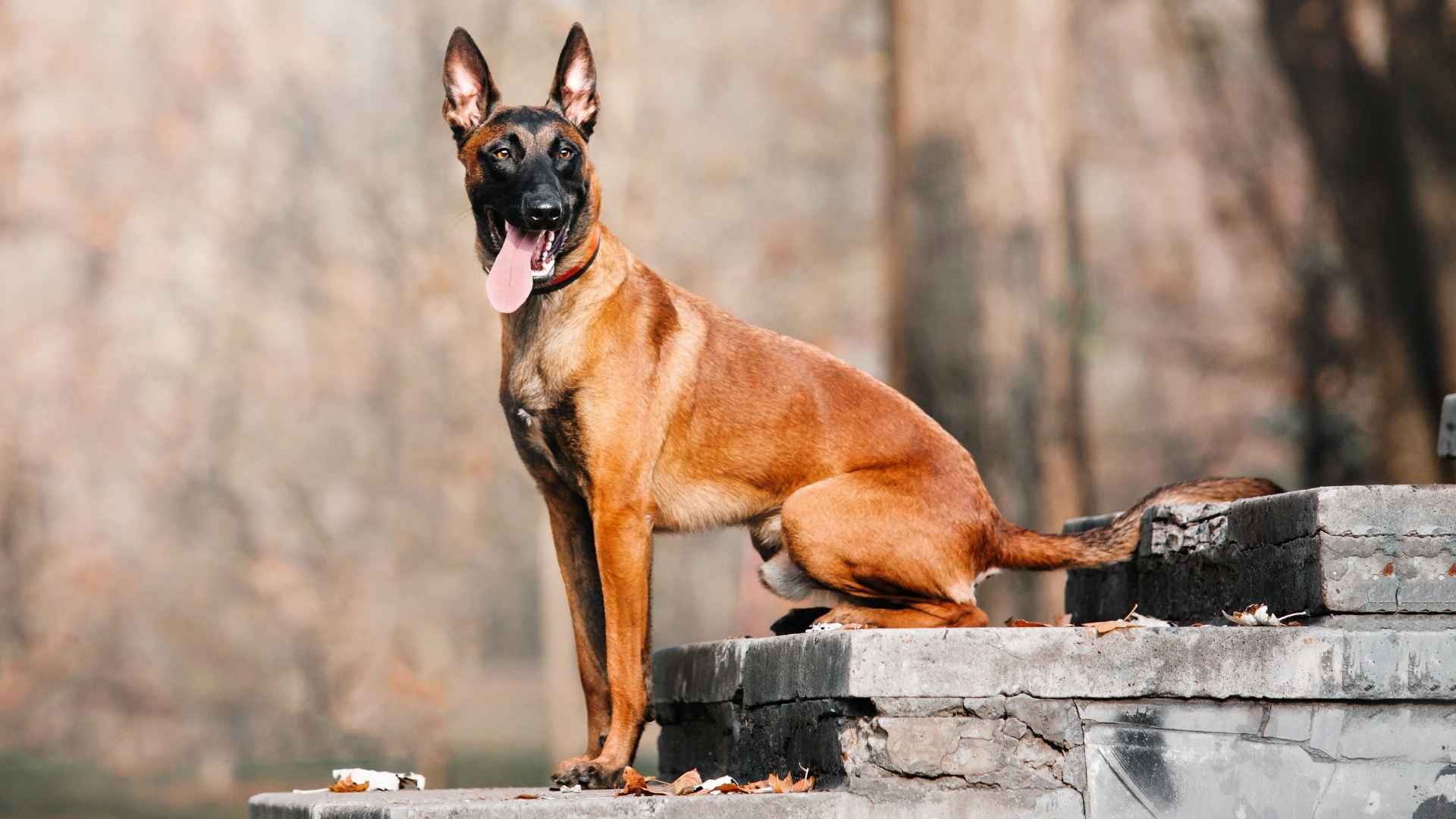 7 Protection Dog Breeds That Don’t Require Heavy Training