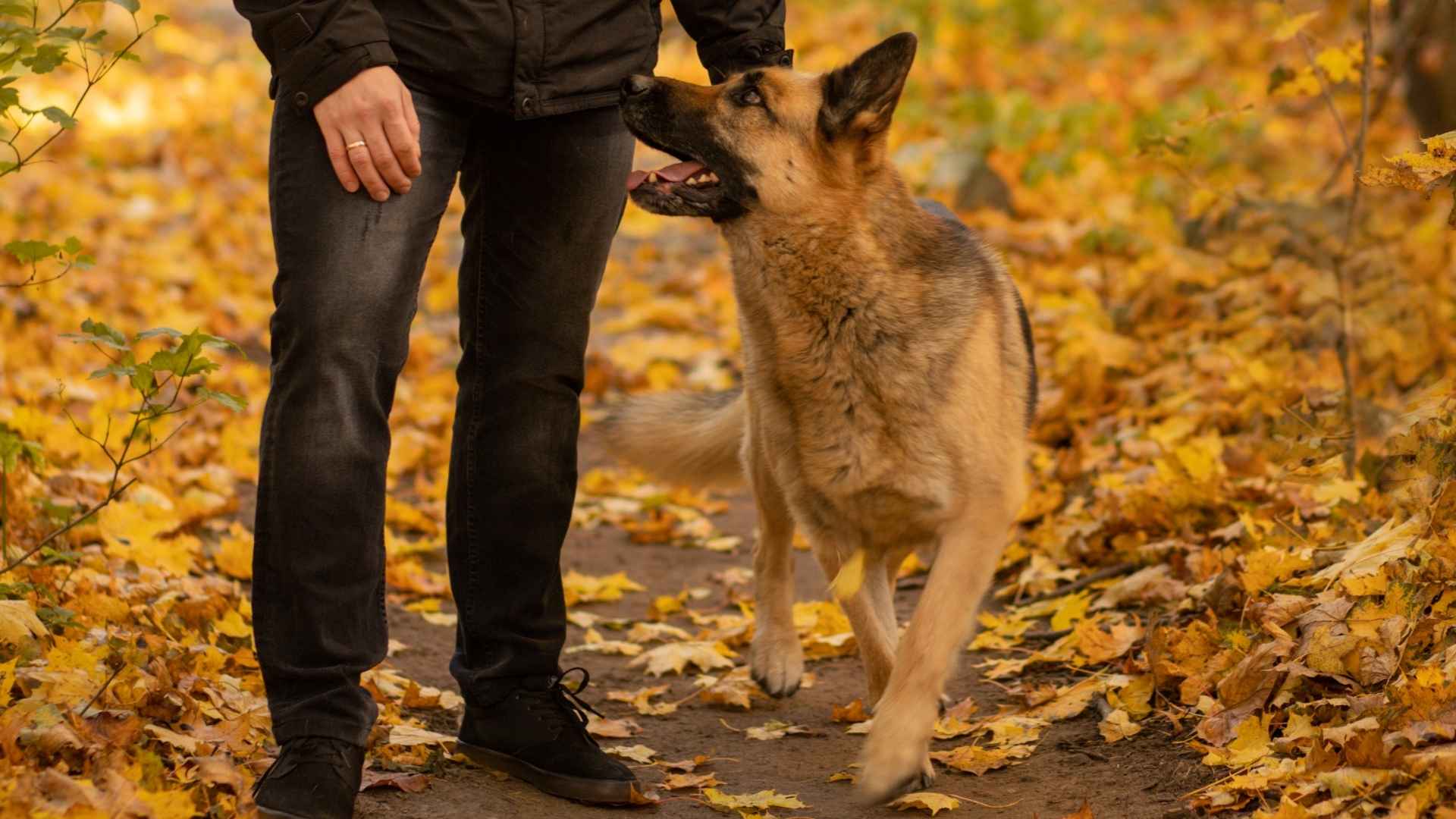 7 Protective But Social Dog Breeds That Guard With Heart