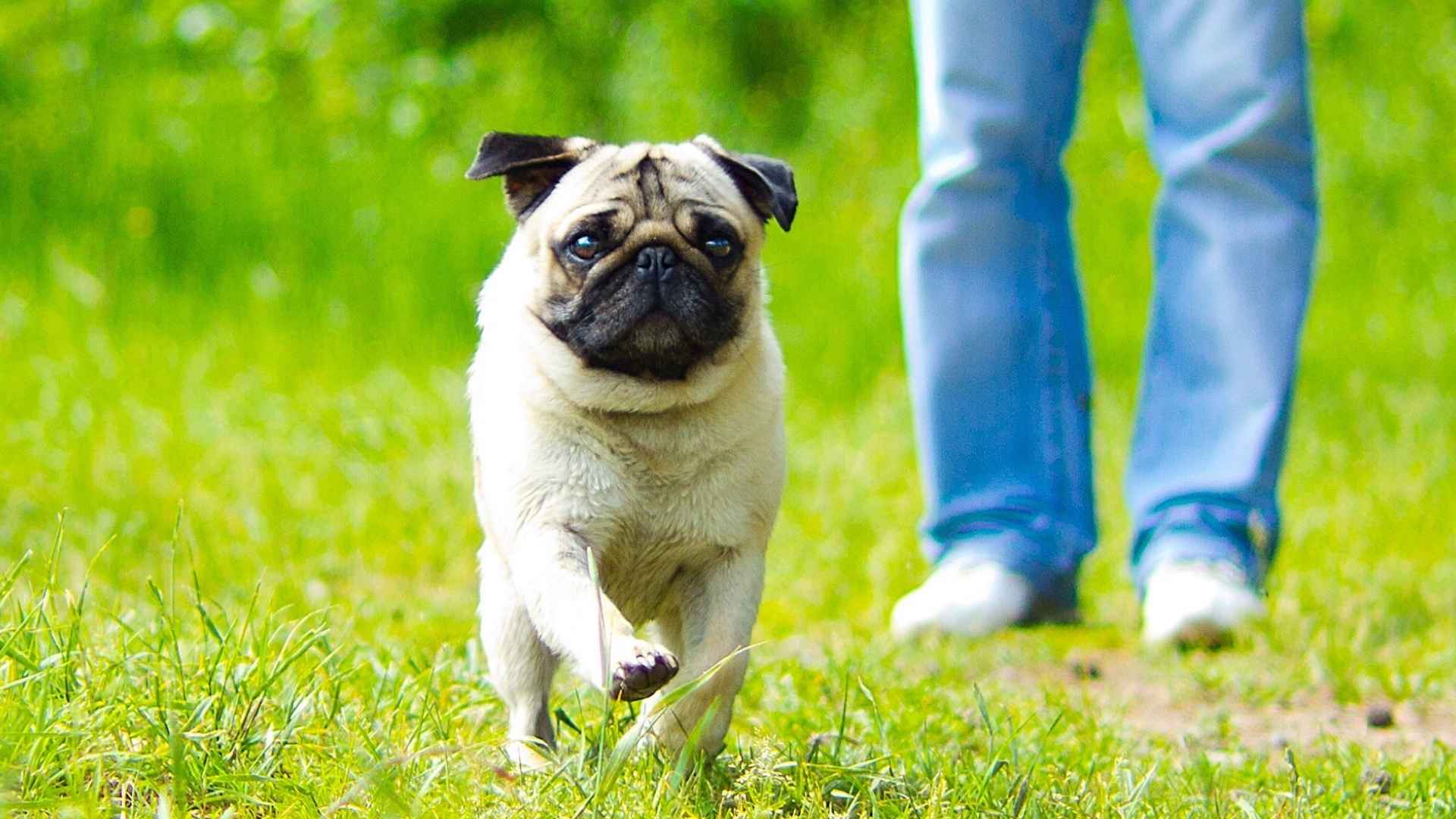 7 Protective Dog Breeds: The Great Guardians