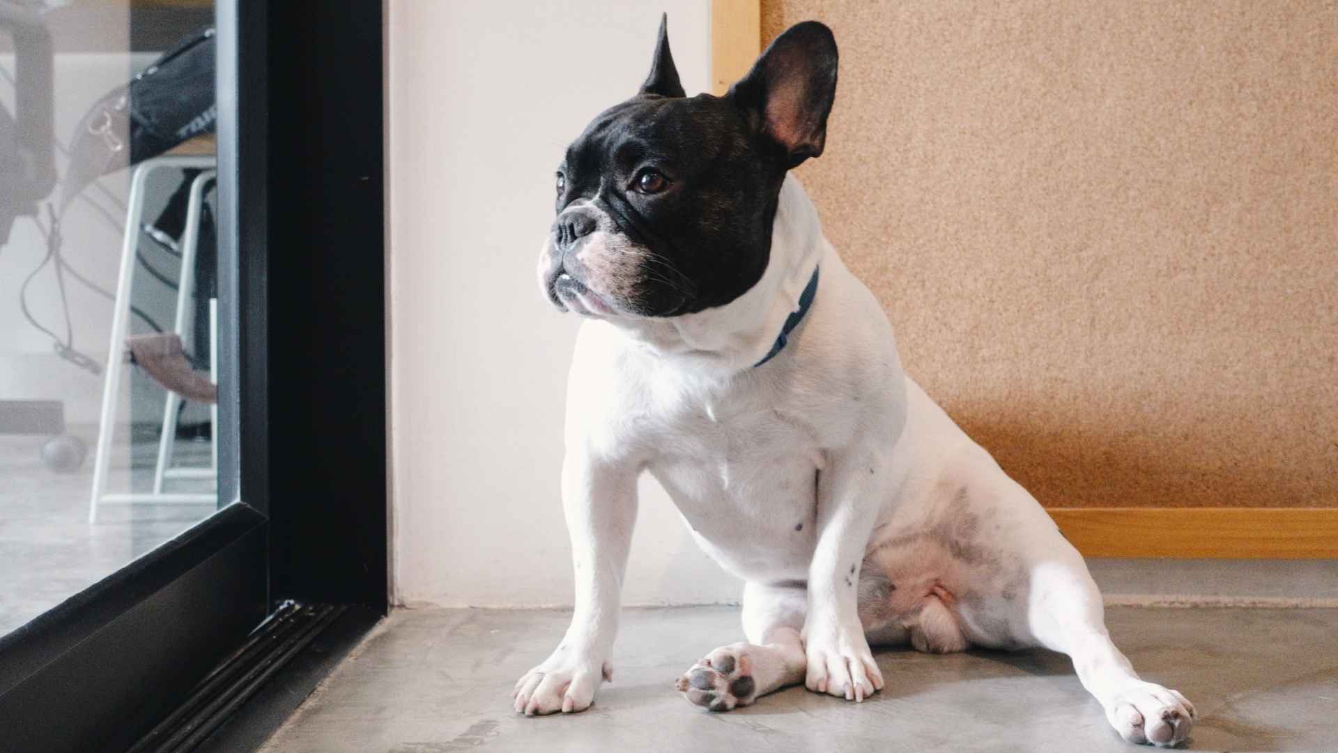 7 Protective Dog Breeds for Apartments That Have Your Back