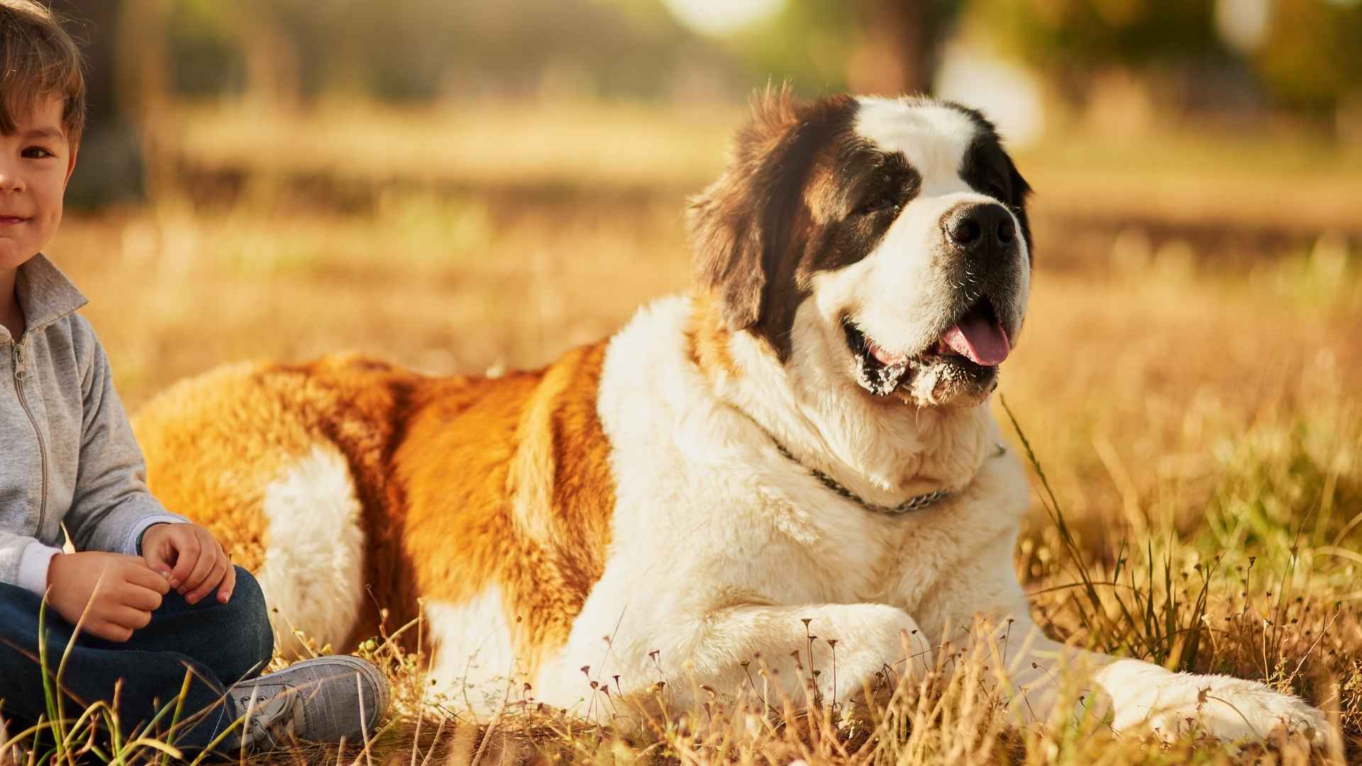 7 Quiet But Alert Dog Breeds That Watch Without Barking