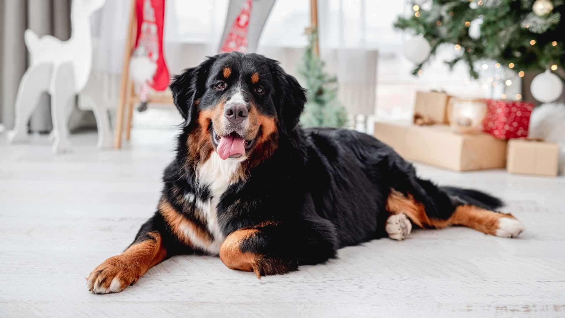 7 Quiet Dog Breeds That Rarely Bark for a Calm & Relaxing Home