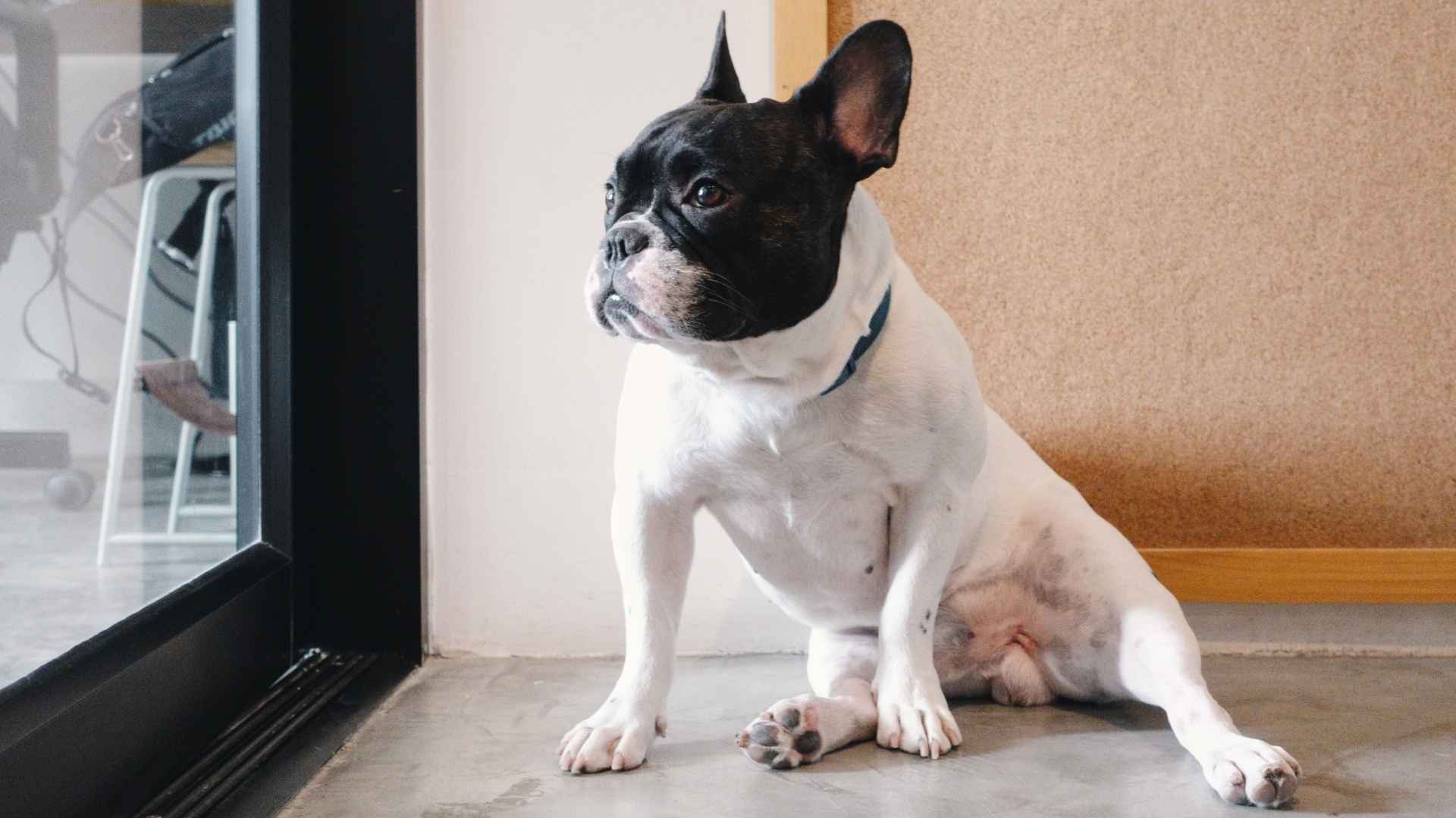7 Quietest Apartment-Friendly Dog Breeds for Peaceful Living