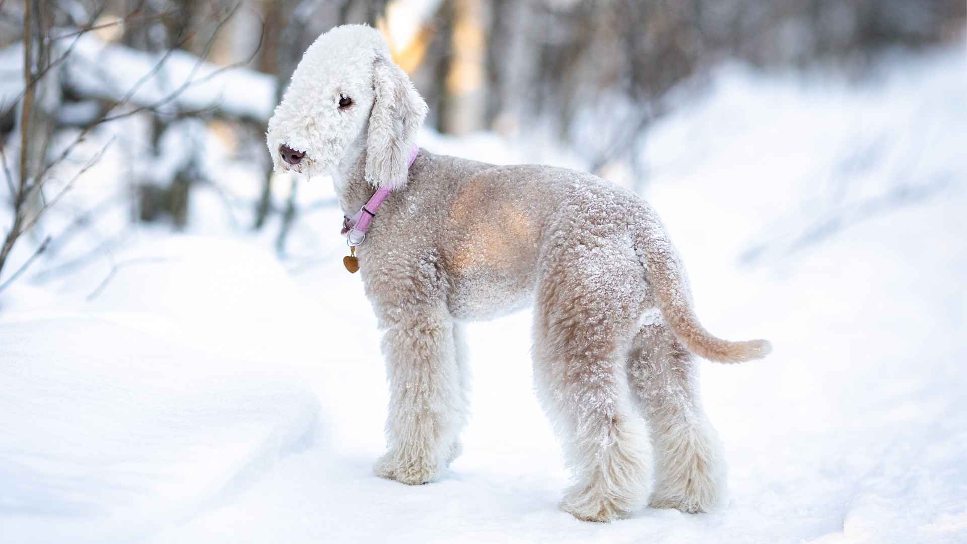 7 Rare Breeds That Look Like Cartoon Dogs You Won’t Believe Are Real