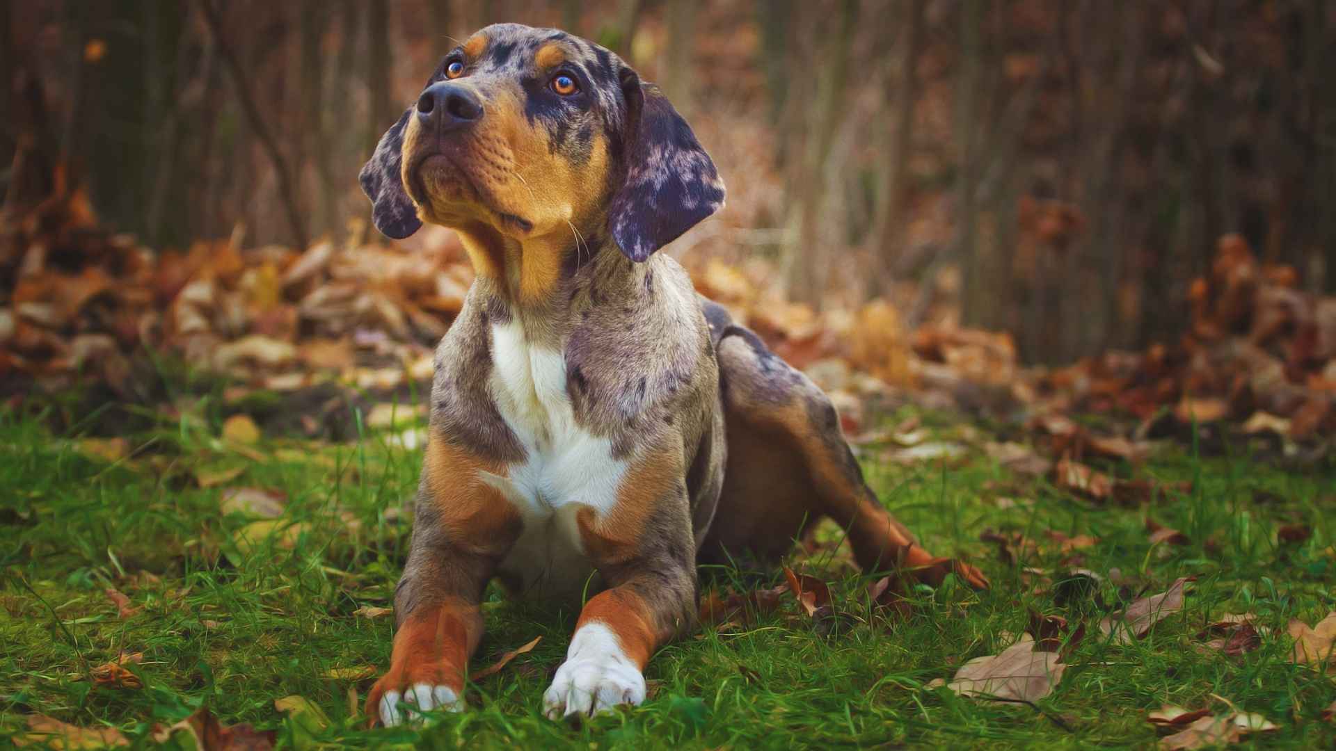 7 Rare Coat Pattern Dog Breeds That Look Like Living Artwork