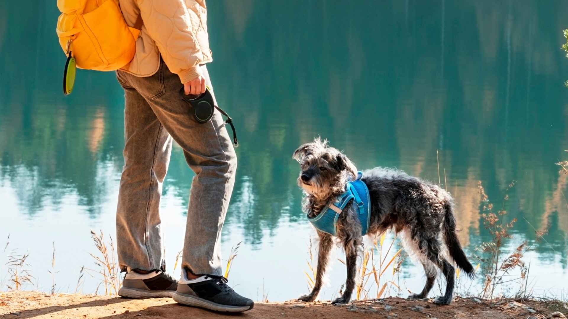 7 Rare Dog Breeds For Hiking and Outdoor Adventures