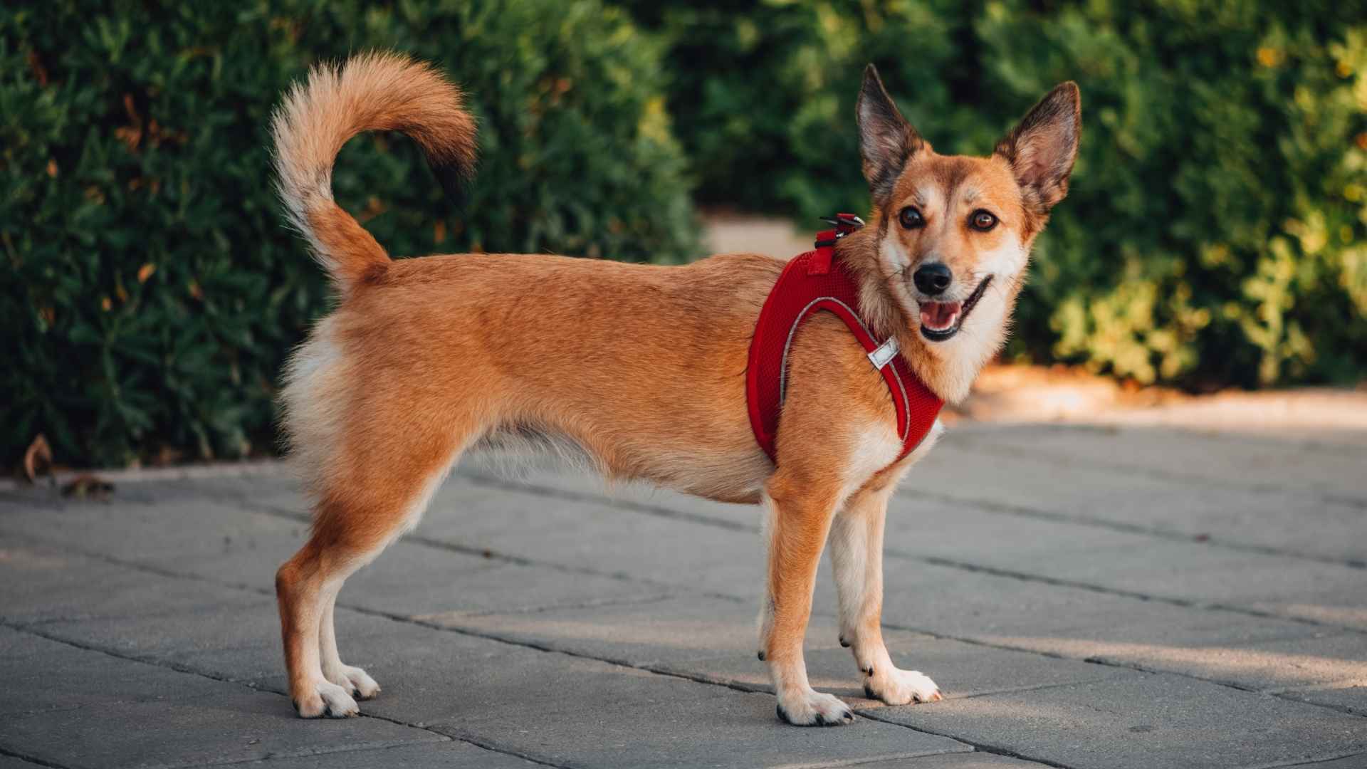 7 Rare Dog Breeds That Are Surprisingly Low Maintenance
