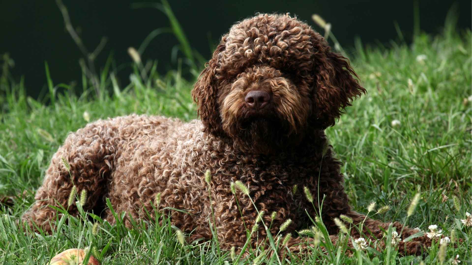 7 Rare Dog Breeds With Calm Temperaments for Peaceful Homes