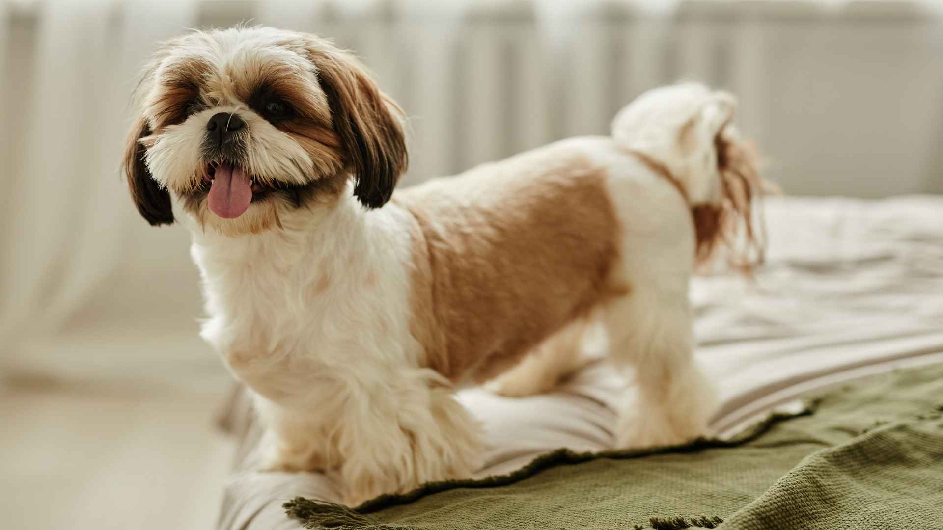 7 Rarely Barking Small Dog Breeds That Won’t Disturb the Peace