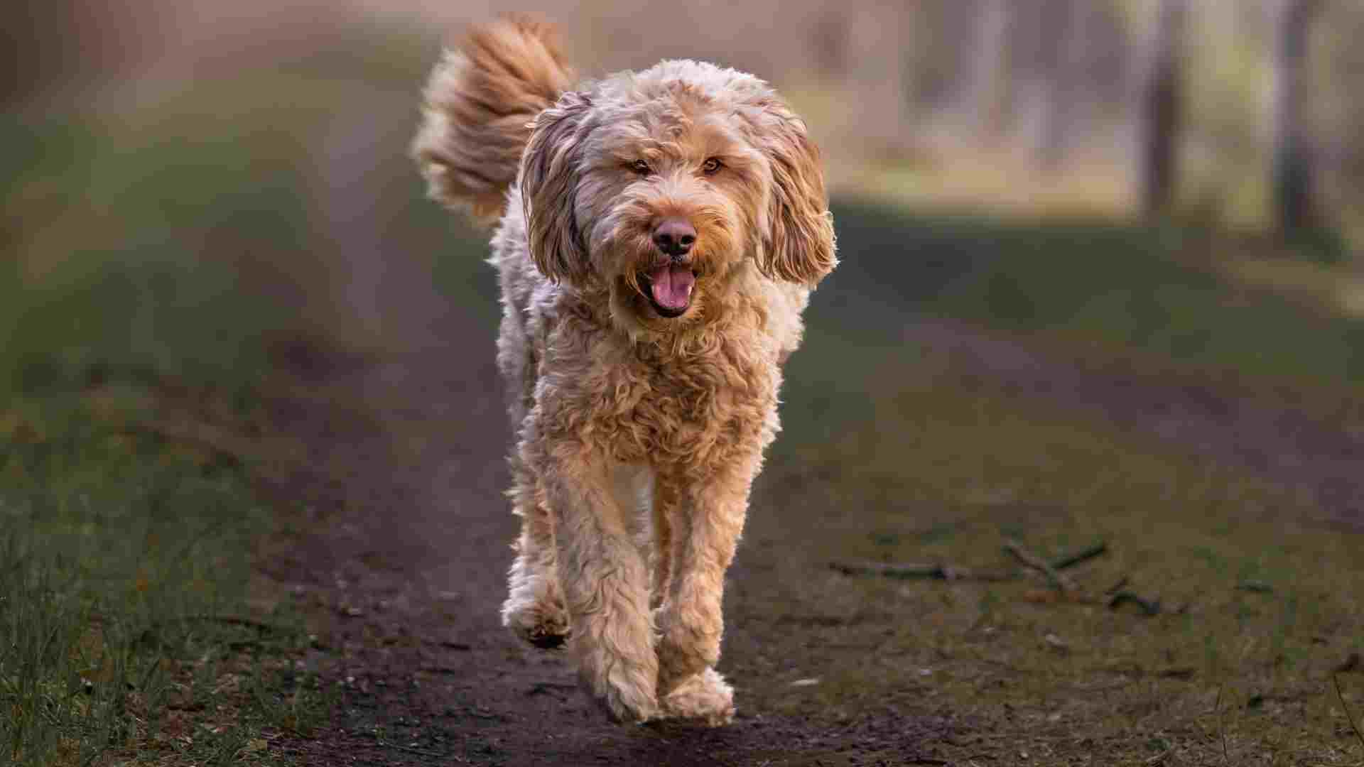 7 Rarest Dog Breeds in the World You’ve Probably Never Seen