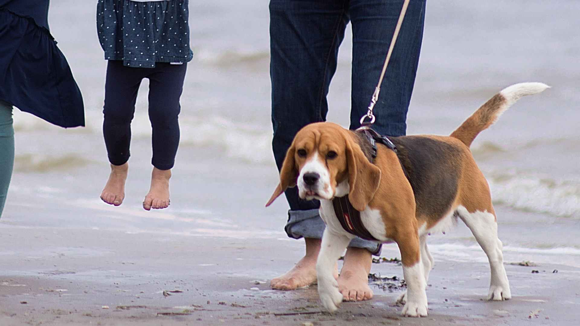7 Safe Dog Breeds For Families: Gentle, Playful, and Protective