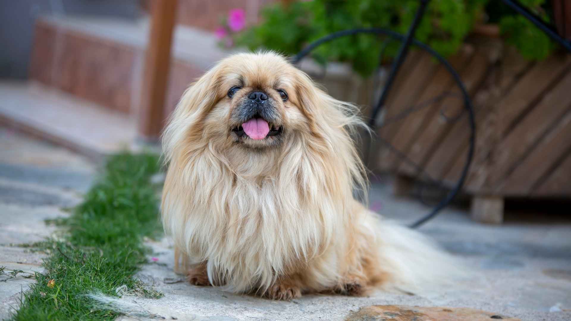 7 Self-Soothing Dog Breeds That Can Comfort Themselves Easily