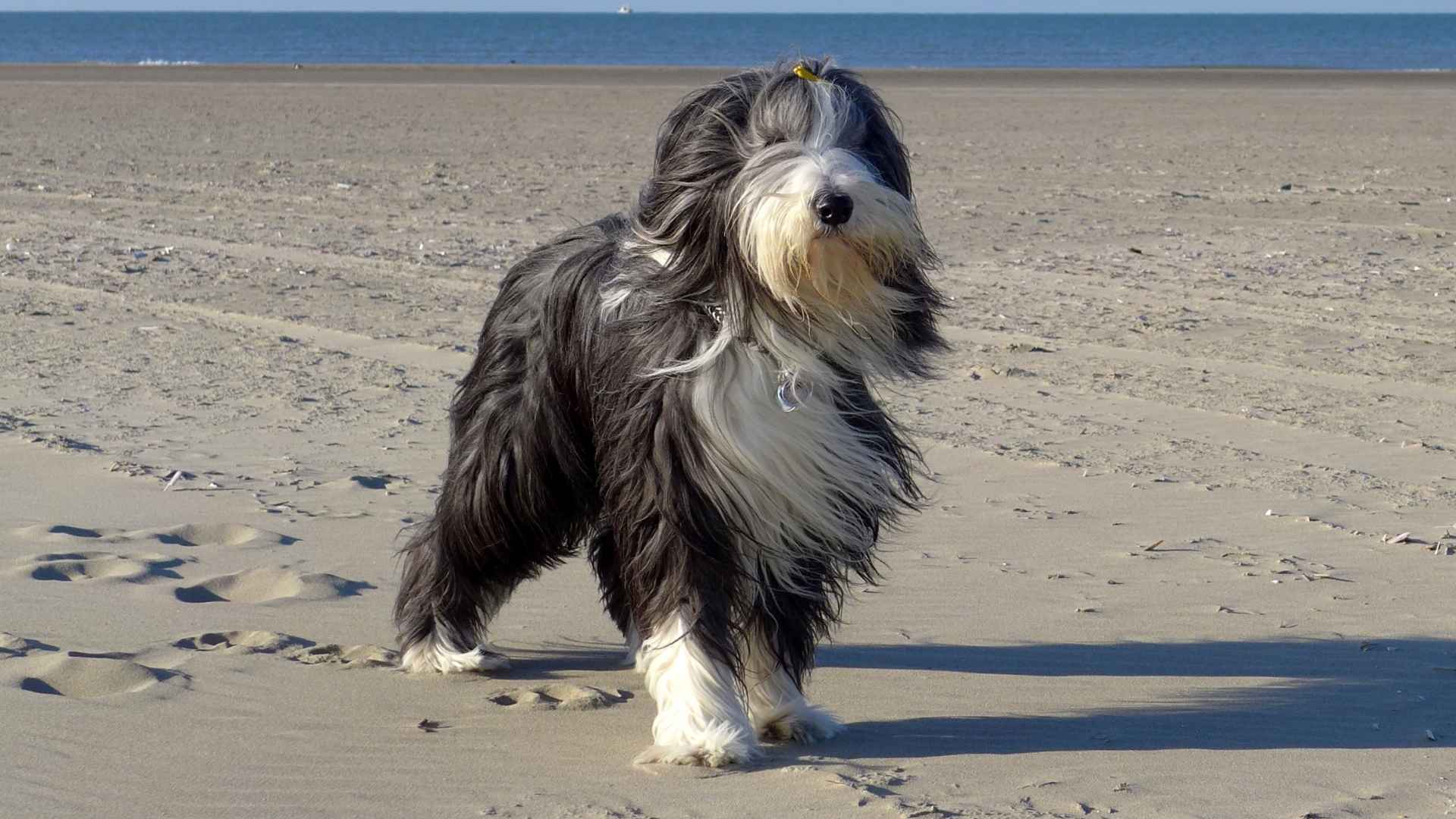 7 Shaggy Coat Dog Breeds With Hidden Eyes That Will Captivate You