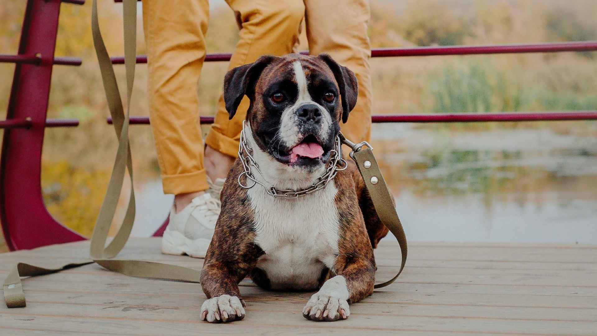 7 Short-Haired Guard Dog Breeds That Don't Mess Around