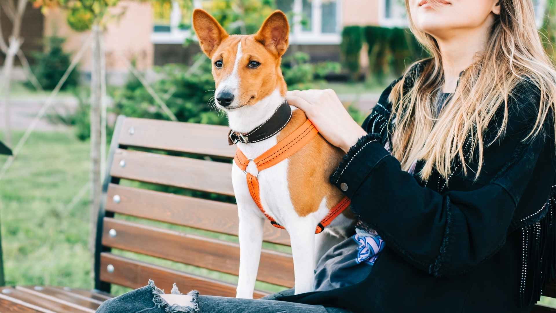 7 Shy But Loyal Dog Breeds That Bond Deeply with Their Owners
