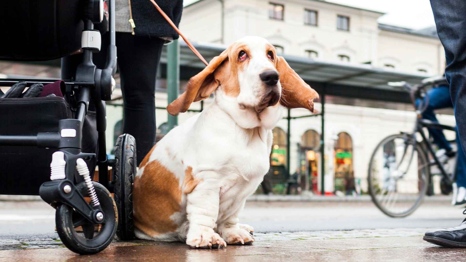 7 Silent Temperament Dog Breeds That Are Perfect for Peaceful Homes