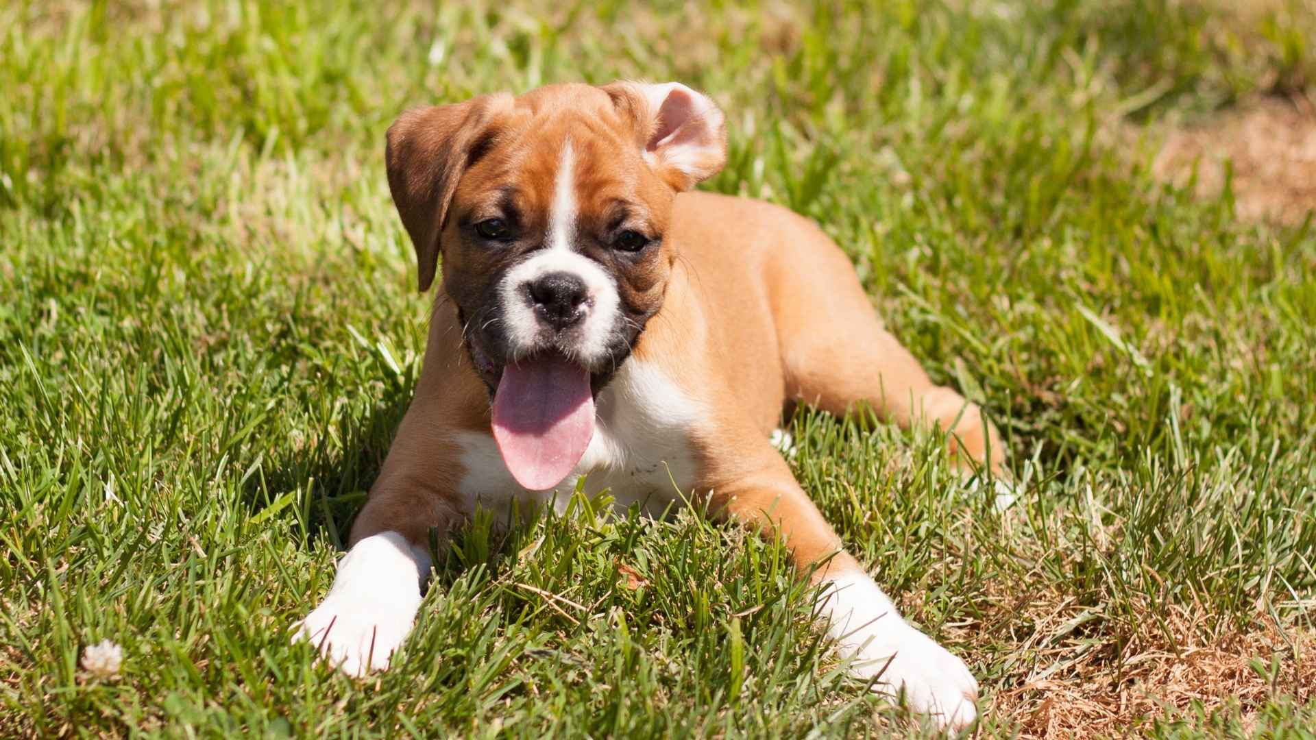7 Silly and Fun Dog Breeds That Will Keep You Laughing