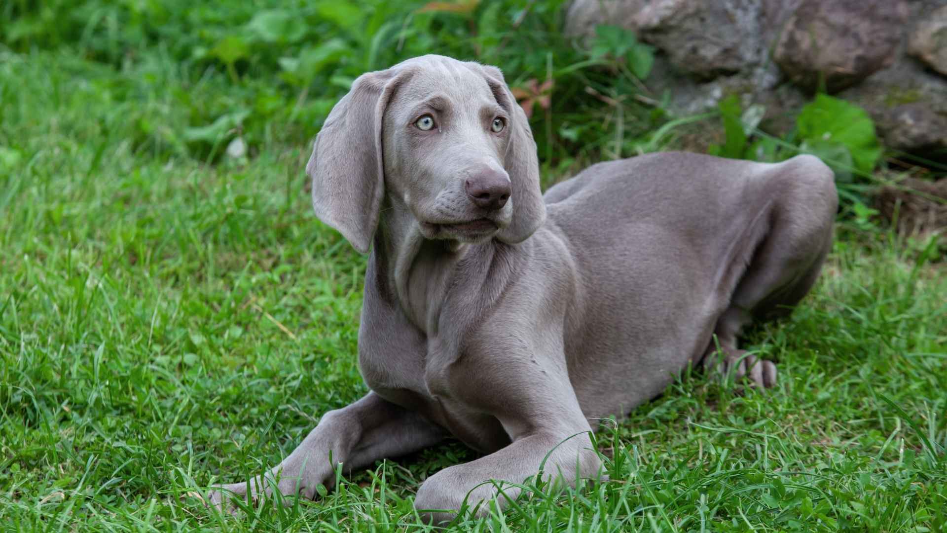 7 Silver Dog Breeds That Are Anxious and Need Extra Care
