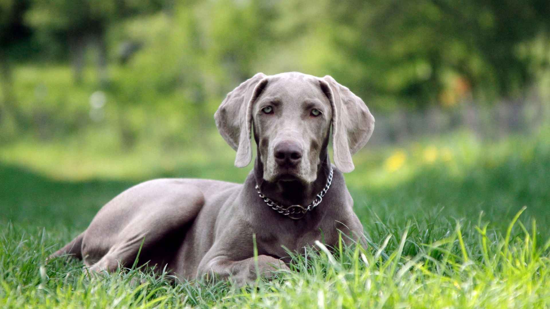 7 Silver Dog Breeds With Floppy Ears That Steal Hearts