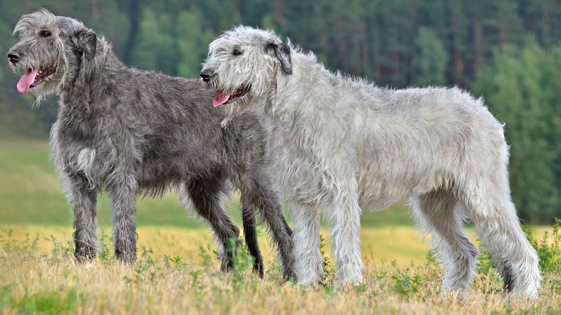 7 Silver Large Dog Breeds That Are Bold and Beautiful