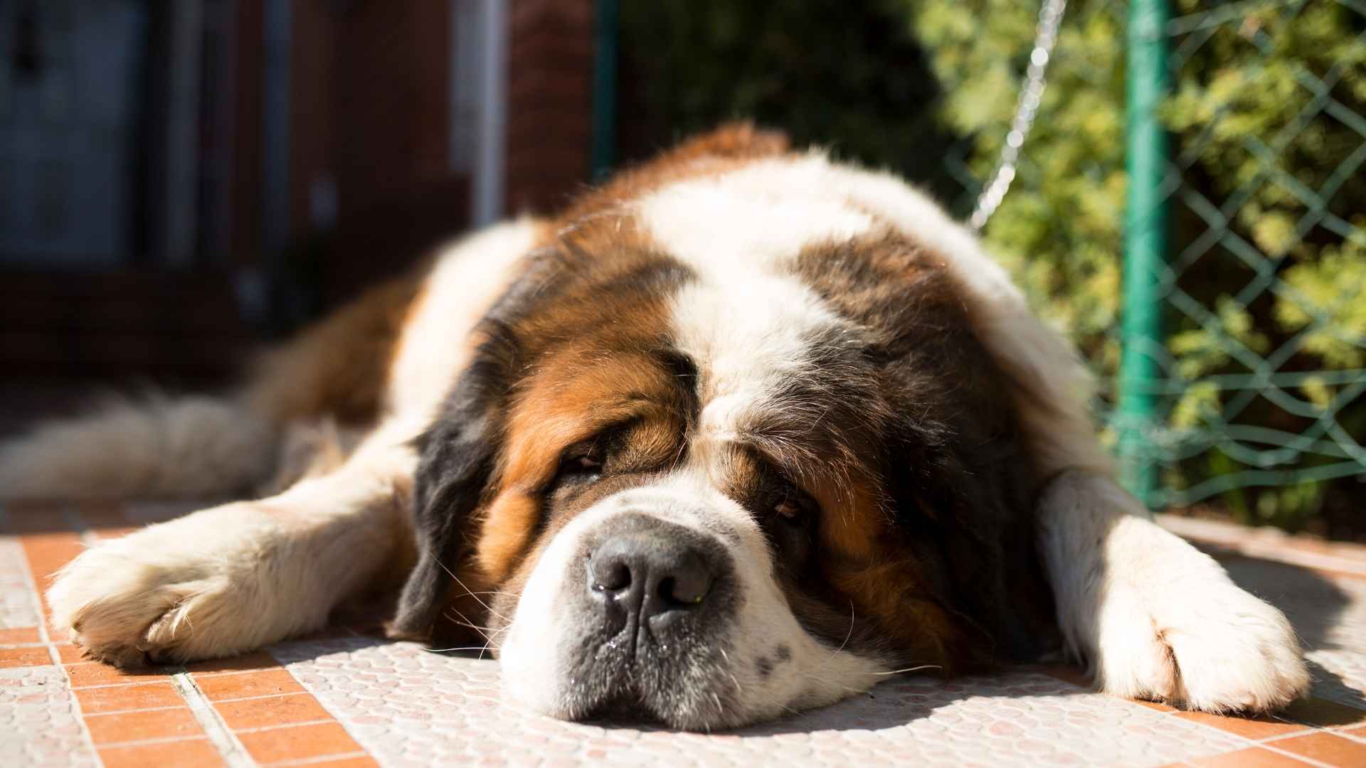 7 Sleepiest Dog Breeds of All Time That Turn Every Spot Into a Nap Zone