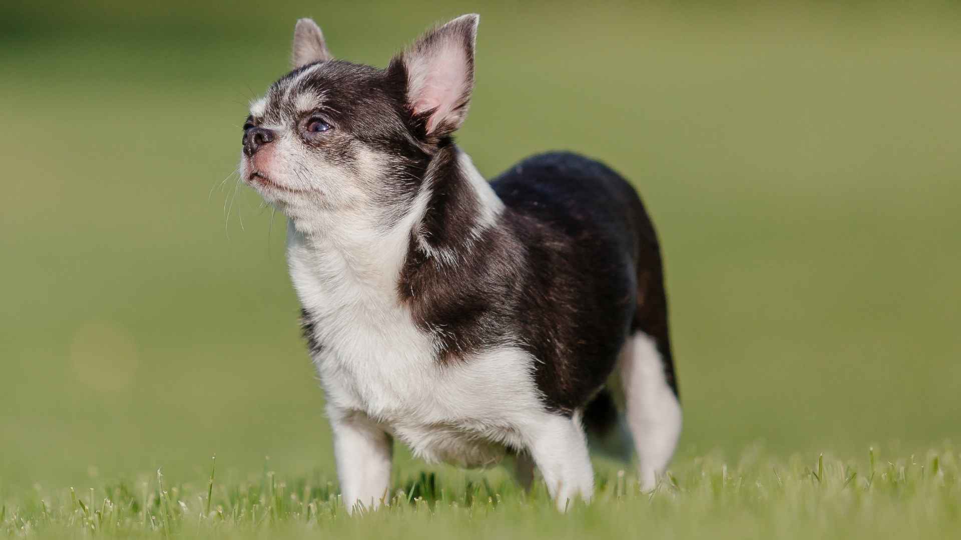 7 Small Breeds That Are Surprisingly Brave and Never Back Down