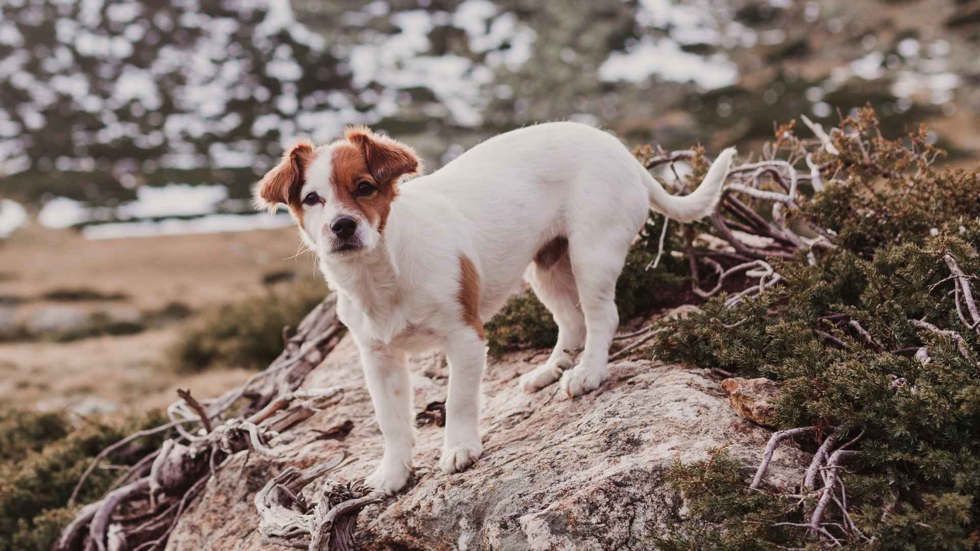 7 Small Dog Breeds That Are Great for Hiking Adventures