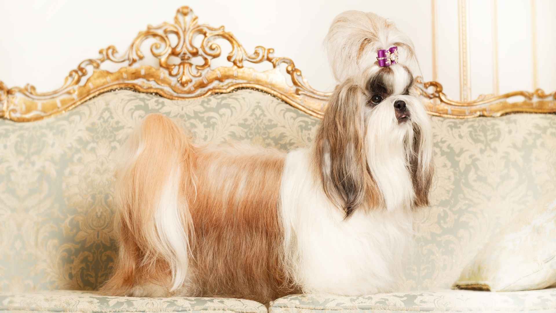 7 Small Dog Breeds With Long And Luxurious Coats: