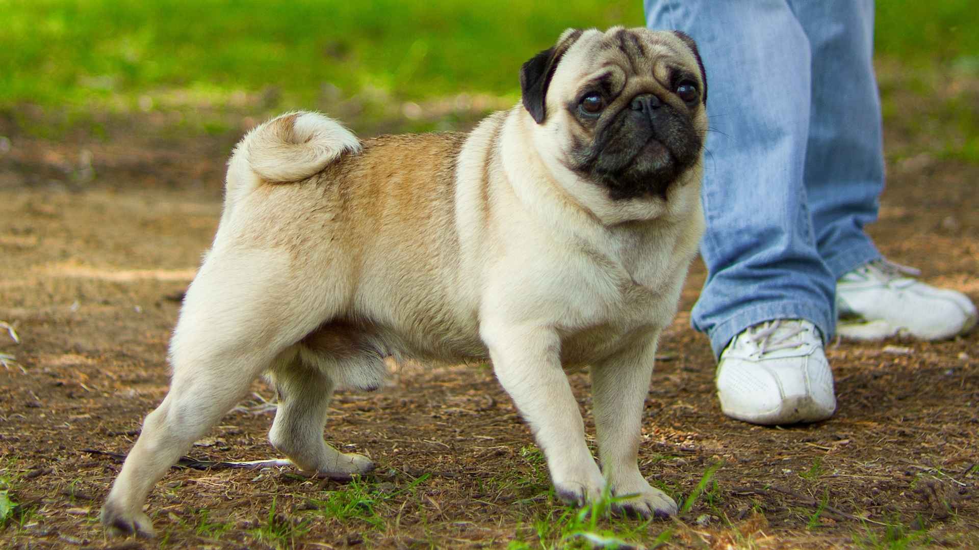 7 Small Dog Breeds with Curly Tails for College Students: The Well-Adjusting Dogs