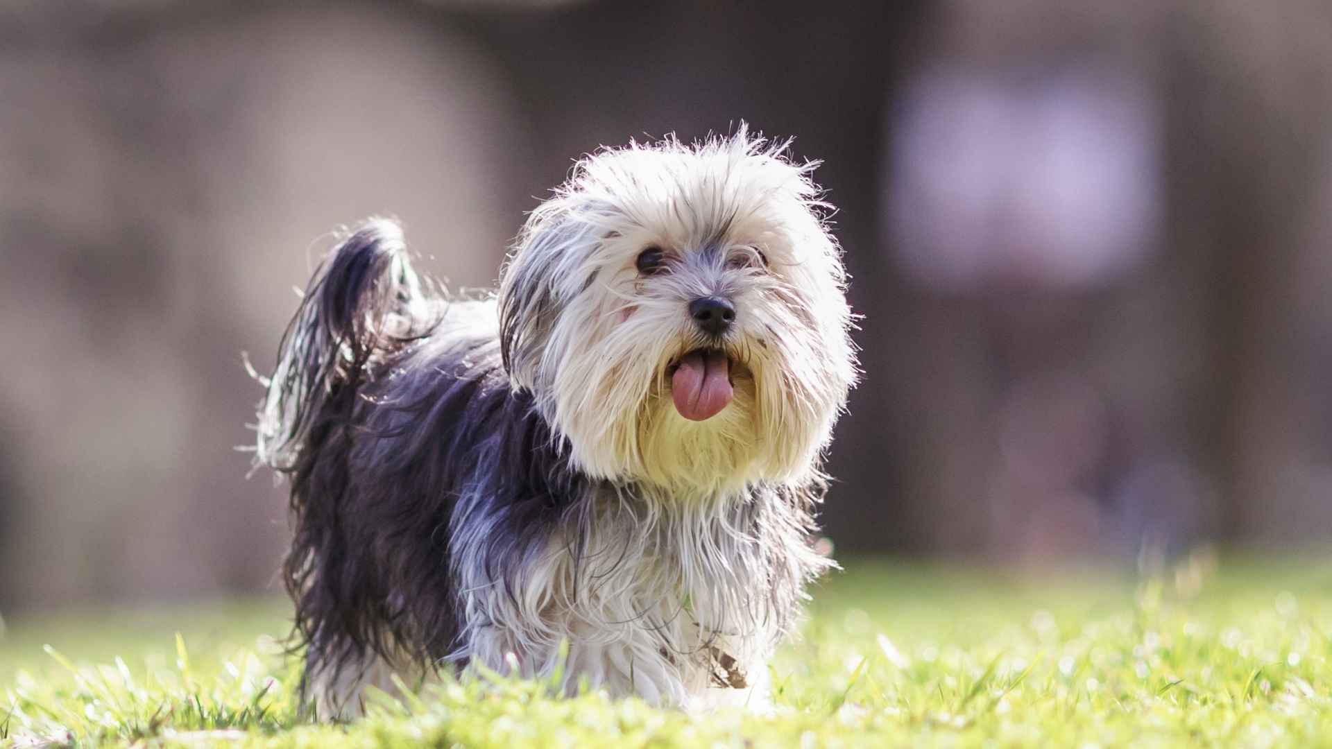 7 Small Mixed Dog Breeds That Combine the Best of Both Worlds