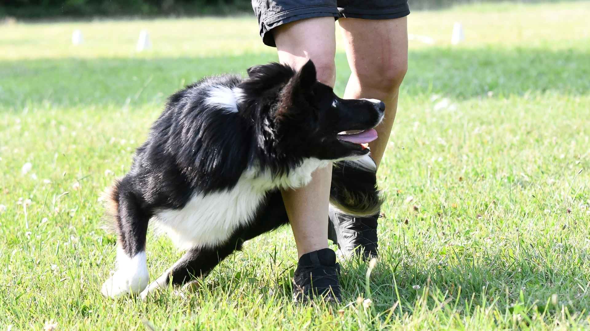 7 Smart Dog Breeds That Master Commands in No Time