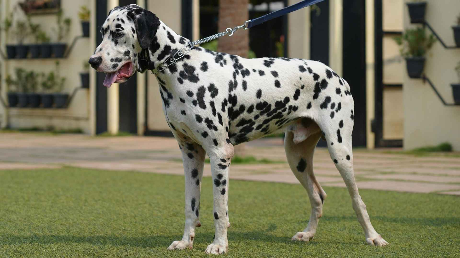 7 Speckled Dog Breeds That Are Dramatic With Big Personalities