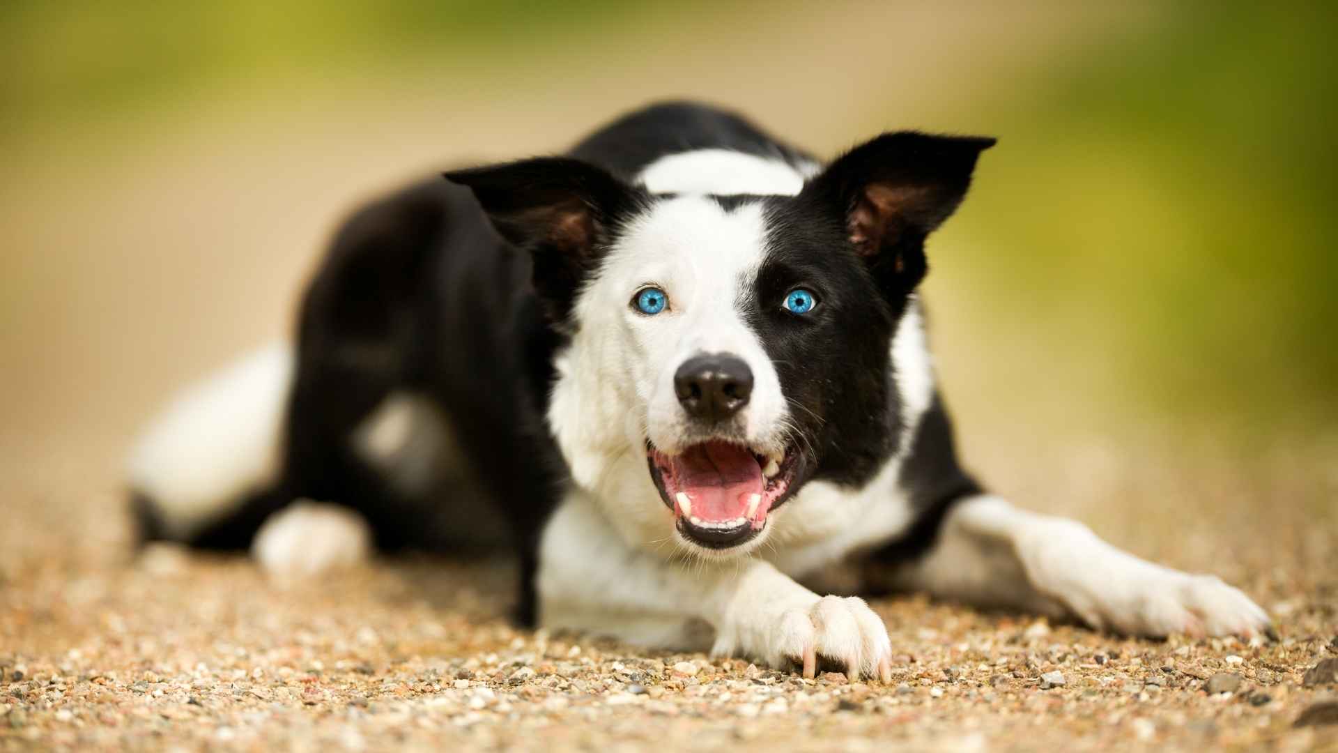 7 Speckled Dog Breeds with Blue Eyes That Will Mesmerize You