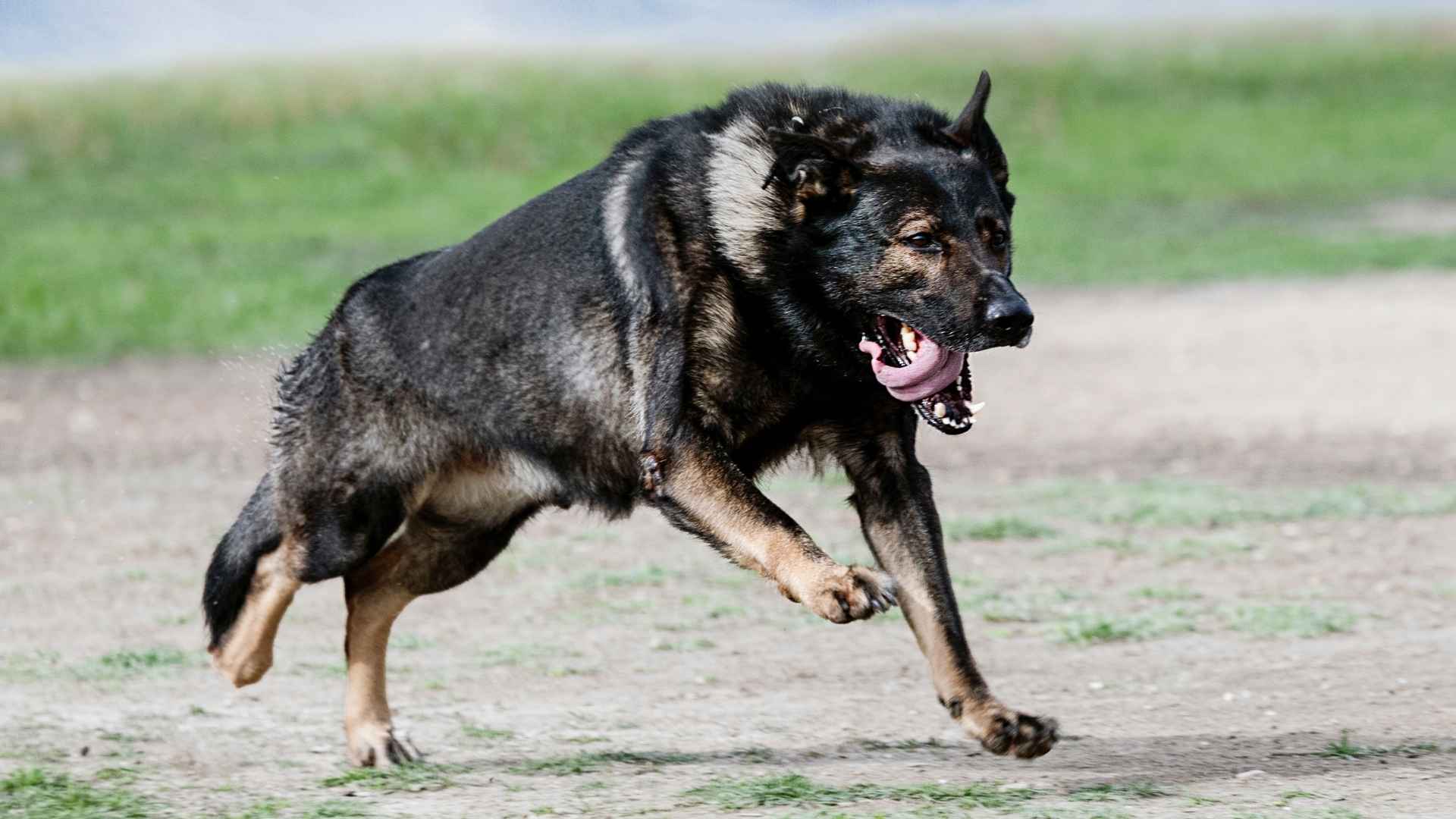 7 Strongest Dog Breeds: Massive, Muscular & Built for Action
