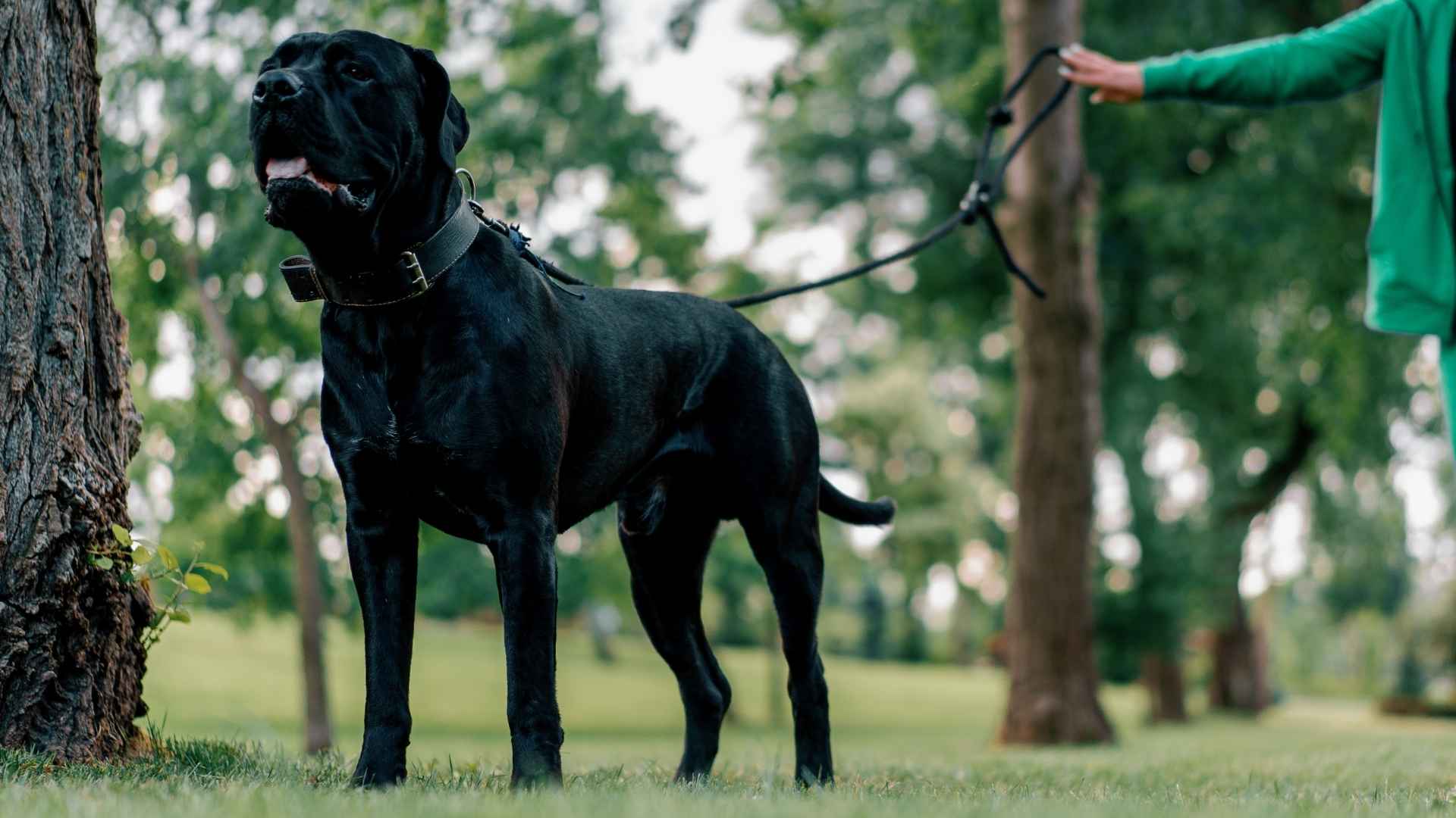7 Strongest Guard Dog Breeds That Are Both Gentle and Protective