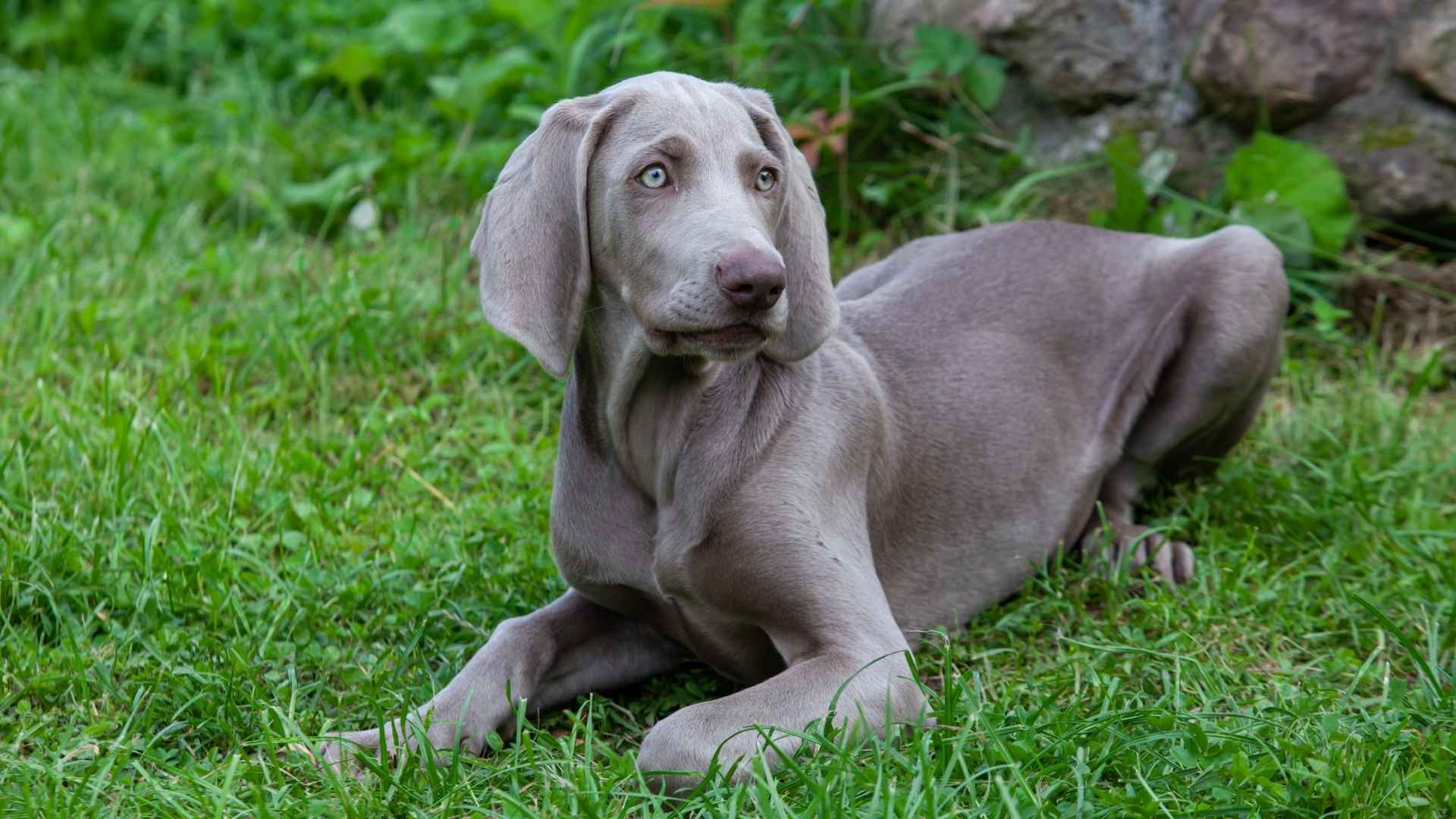 7 Stunning Silver Medium Dog Breeds You’ll Fall in Love With