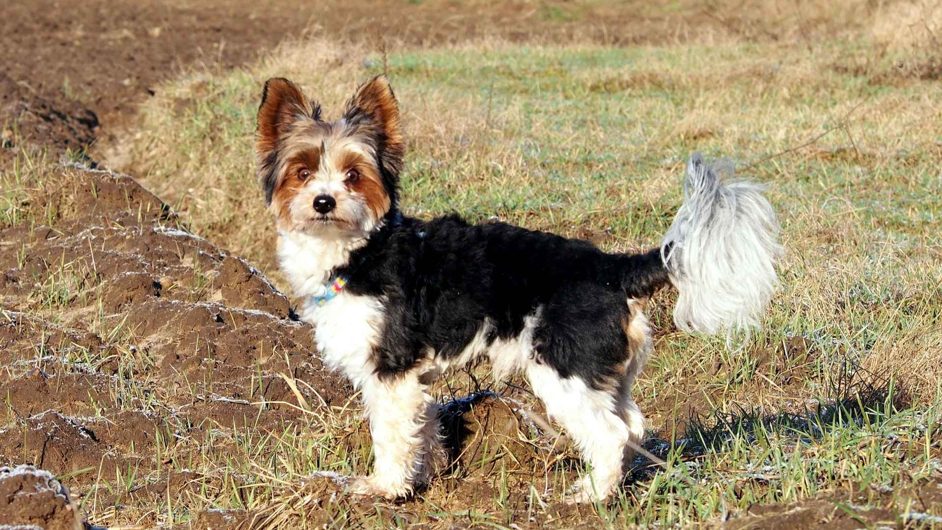7 Stunning Tri-Color Small Dog Breeds You'll Fall in Love With