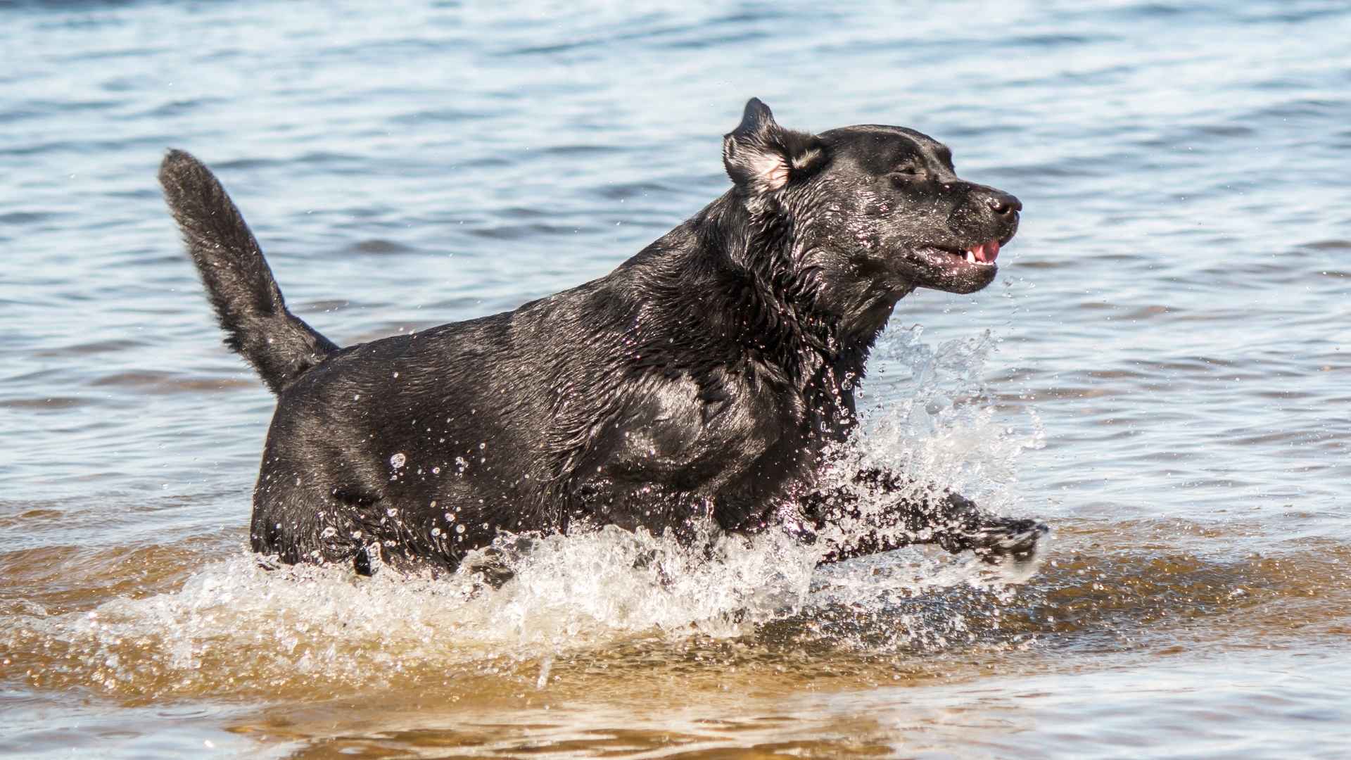 7 Super Active Dog Breeds That Love Water and Live for Swimming