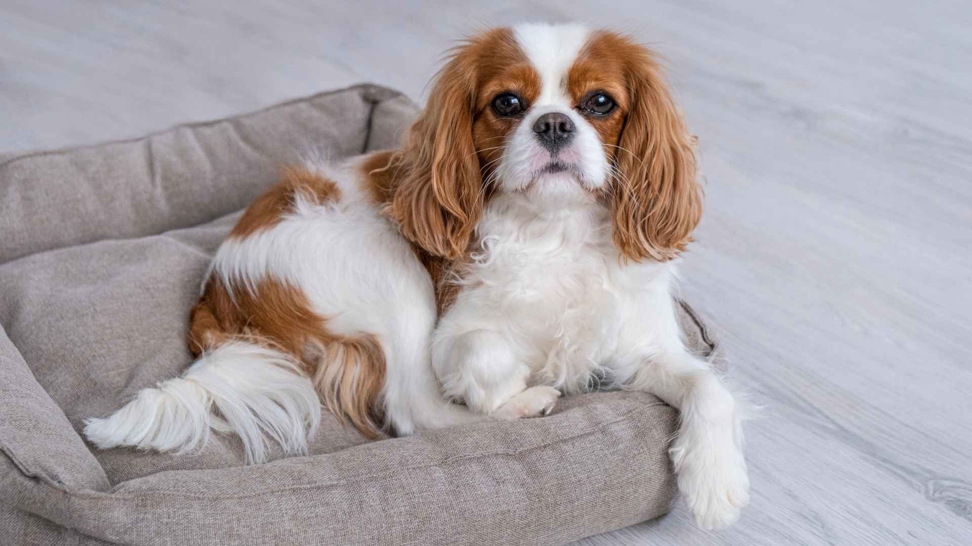 7 Super Calm Dog Breeds Known for Their Relaxed and Easygoing Nature