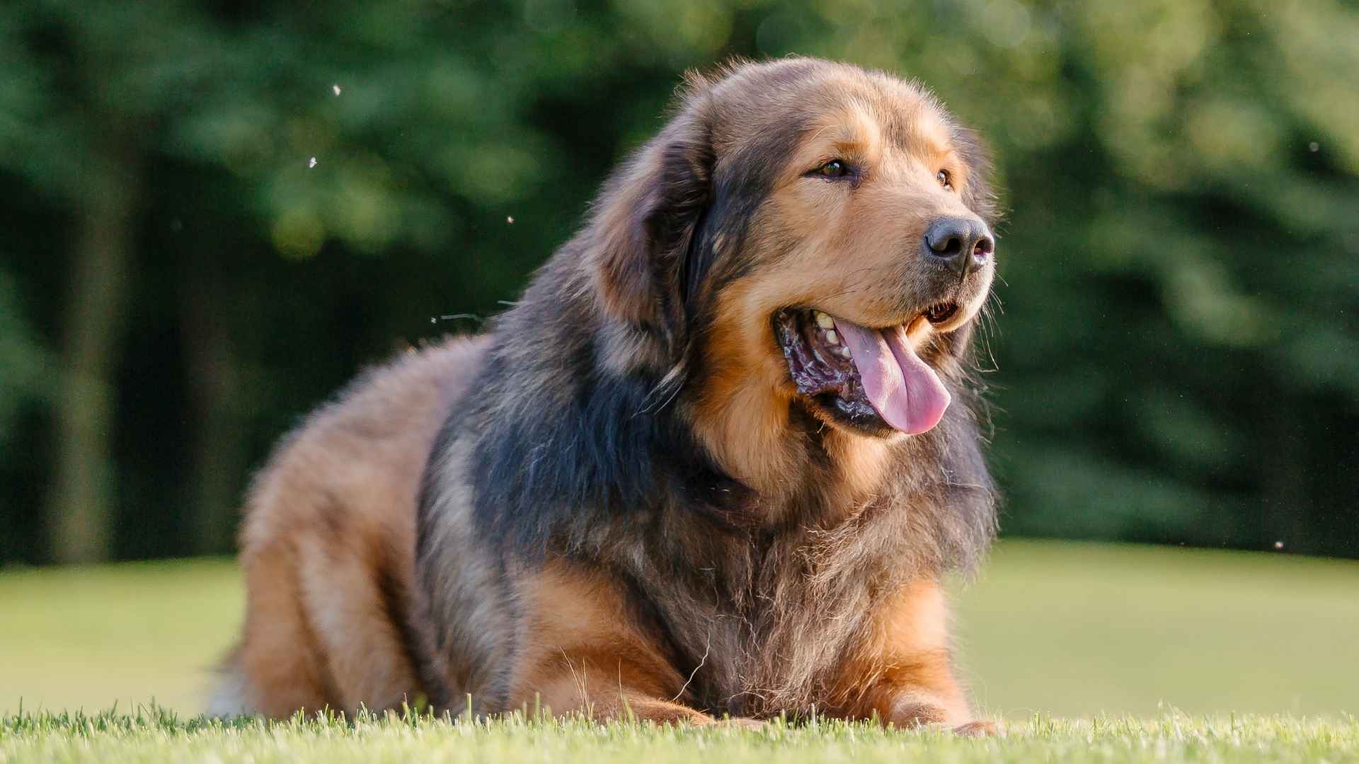 7 Super Calm XL Dog Breeds That Will Steal Your Heart