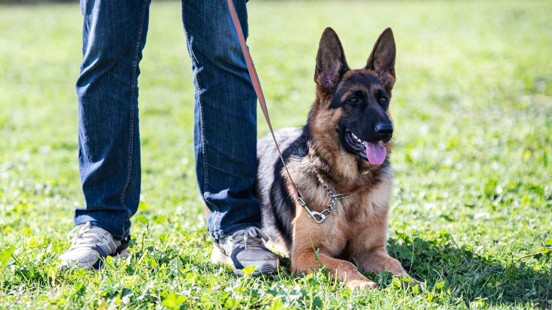 7 Super Obedient Guard Dog Breeds that Keep You Safe Without the Drama
